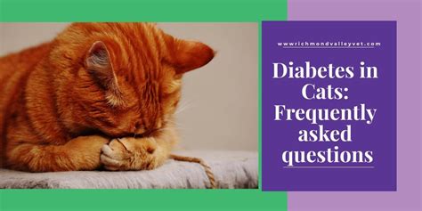 Poorly controlled diabetes can shorten your cat's lifespan and lead to nerve disorders, numerous health problems, and severe emergency . . Life expectancy of a cat with diabetes